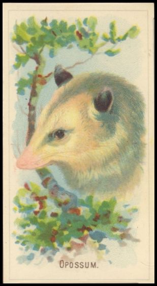 D8 Opossum.jpg